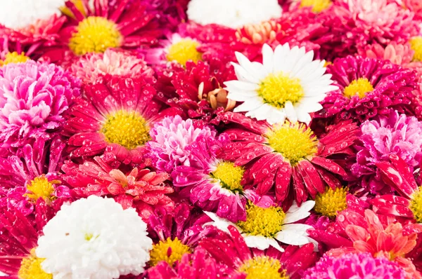 Chrysanthemums flowers background — Stock Photo, Image