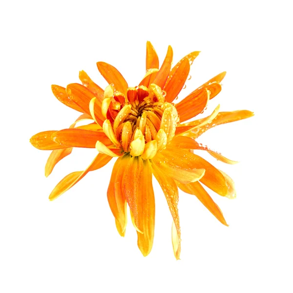 Krysantemum blomma närbild — Stockfoto