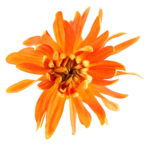 Chrysanthemum flower — Stock Photo, Image