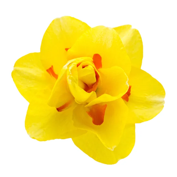 Květ narcisu izolovaných na bílém pozadí — Stock fotografie