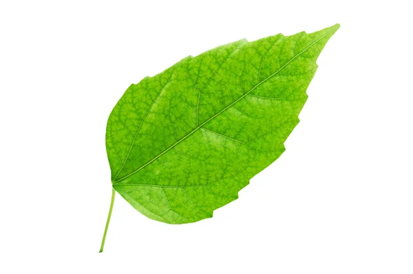 Hoja verde de primer plano — Foto de Stock