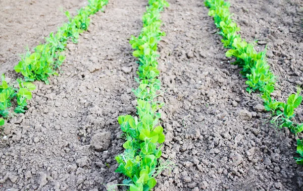 Pea seedlings on a bed — Stock Photo, Image