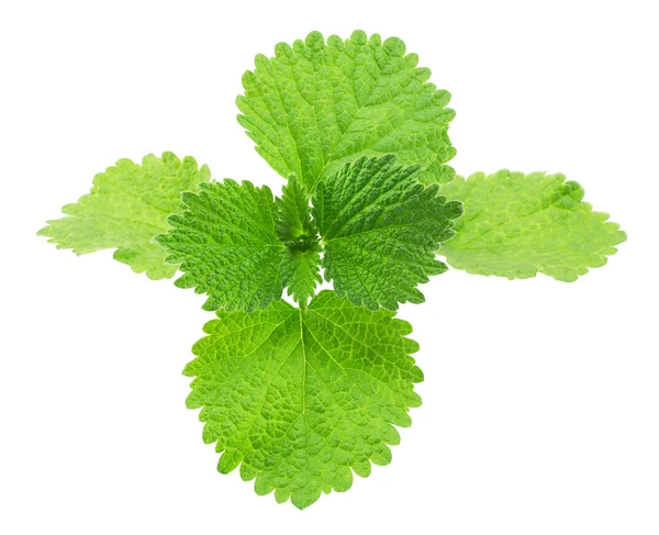 Wild mint leaves closeup — Stock Photo, Image