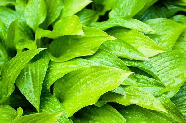 Hosta verde hojas primer plano — Foto de Stock