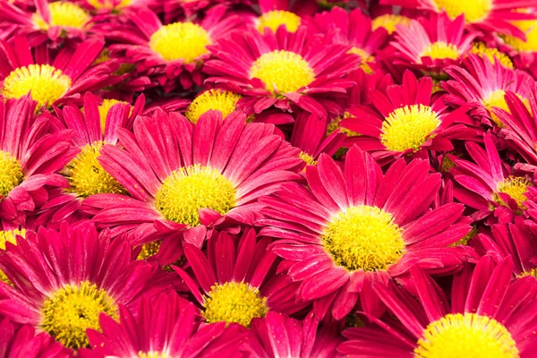 Цветы красных хризантем Стоковое Фото