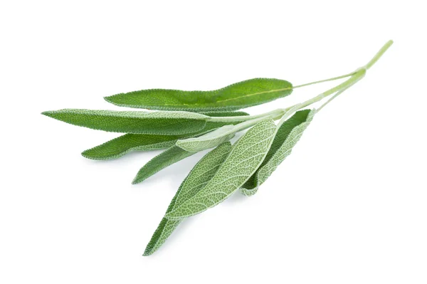 Sage branch — Stock Photo, Image