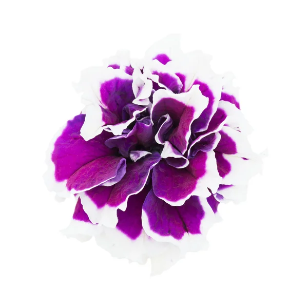 Petunia flower closeup — Stock Photo, Image