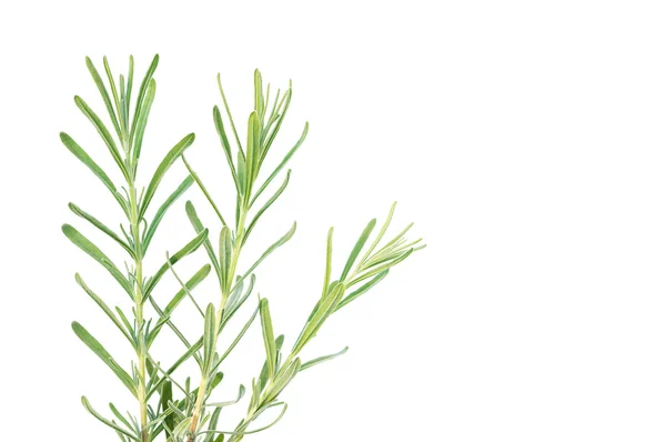 Lavender branches — Stock Photo, Image