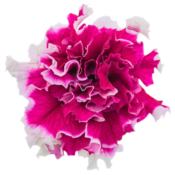 Petunia flower close-up — Stock Photo, Image