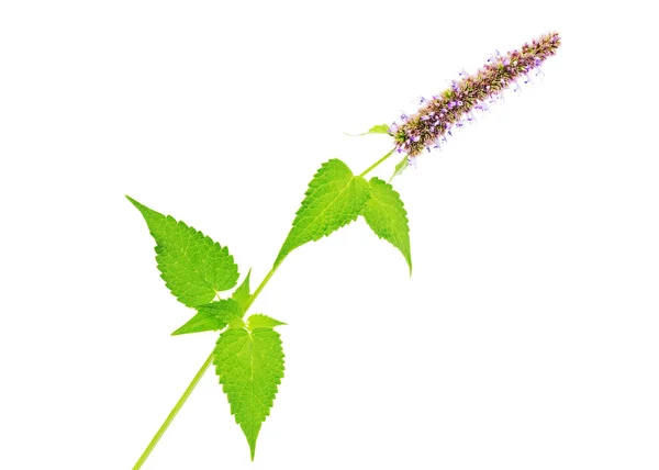 Branch of the Korean mint  (Agastache rugosa) — Stock Photo, Image