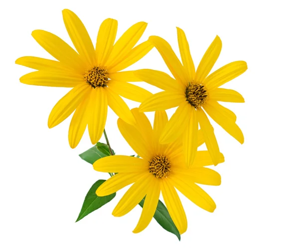 Желтые цветы крупным планом — стоковое фото