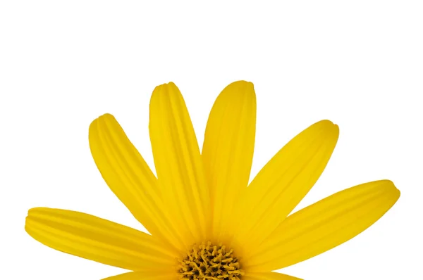 Yellow flower close-up — Stock Photo, Image