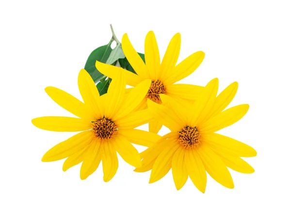 Yellow flowers close-up — Stock Photo, Image