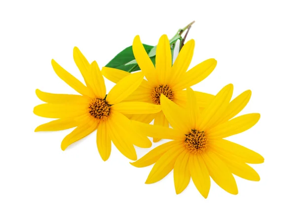 Yellow flowers — Stock Photo, Image