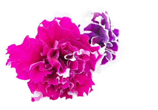 Petunia flowers close-up — Stock Photo, Image