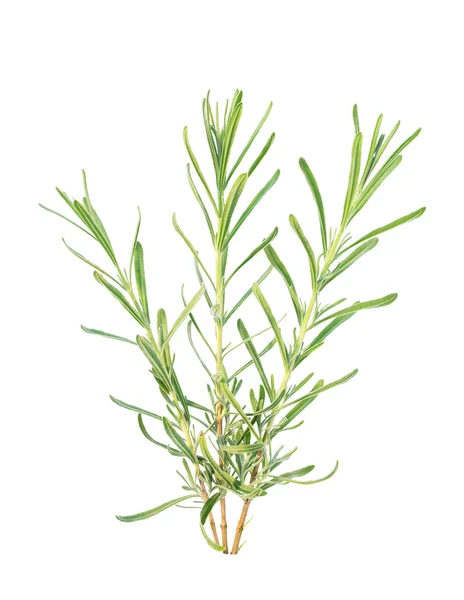 Three lavender branches — Stock Photo, Image