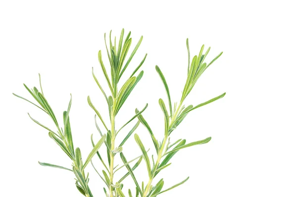 Three lavender branches — Stock Photo, Image