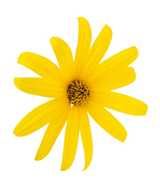 Желтый цветок Лицензионные Стоковые Фото