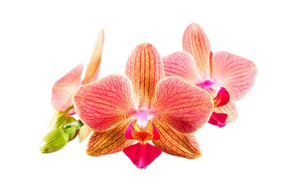 Phalaenopsis orchid flowers — Stock Photo, Image