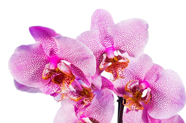 Phalaenopsis orchid flowers — Stock Photo, Image