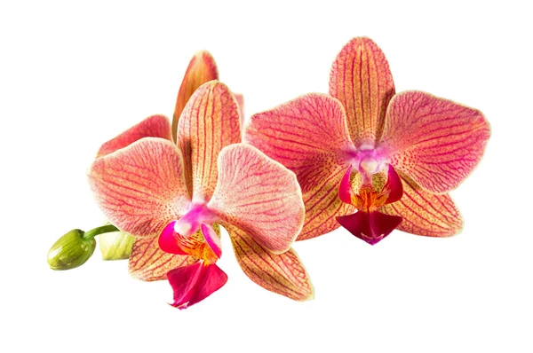 Ορχιδέα phalaenopsis λουλούδια Royalty Free Εικόνες Αρχείου