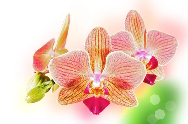 Phalaenopsis orchid flowers — Stock Photo, Image