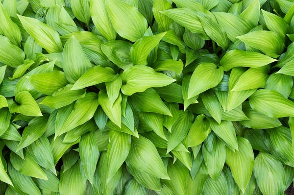 Green hosta leaves — Stock Photo, Image