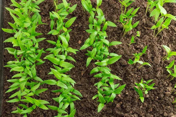 Paprika palánta Jogdíjmentes Stock Fotók