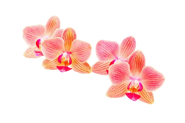 Phalaenopsis orchid flowers — Stock Photo, Image