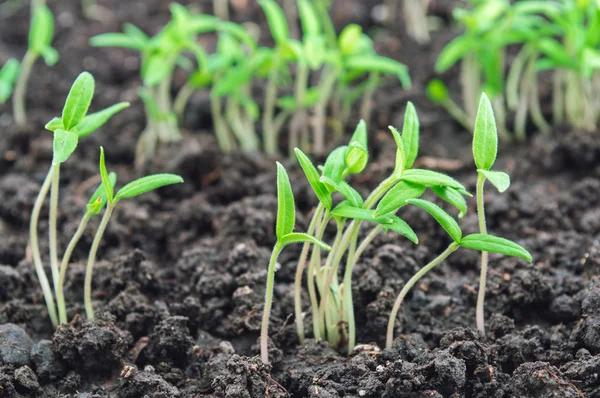 Tomato seedlings — Stock Photo, Image