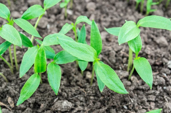 Pepper seedlings — Stock Photo, Image