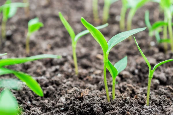 Pepper seedlings — Stock Photo, Image