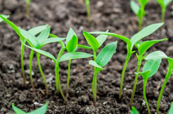 Pepper seedlings — Stock Photo, Image