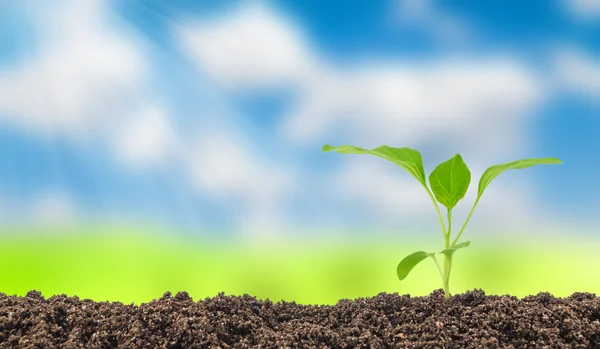 Young eggplant seedling — Stock Photo, Image