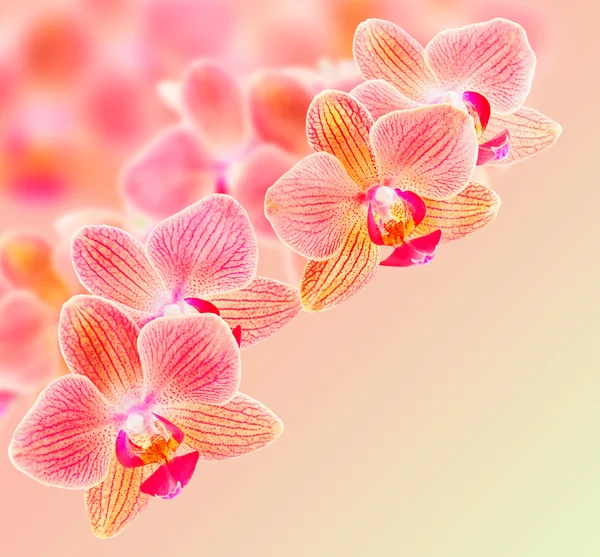 Phalaenopsis orchid flowers — Stock Photo, Image