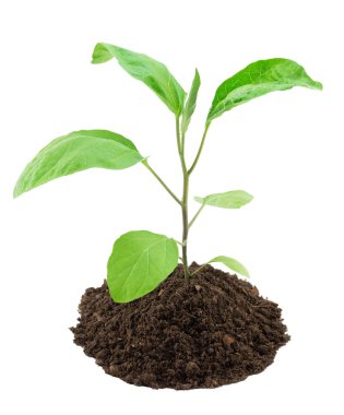 Patlıcan fide portre