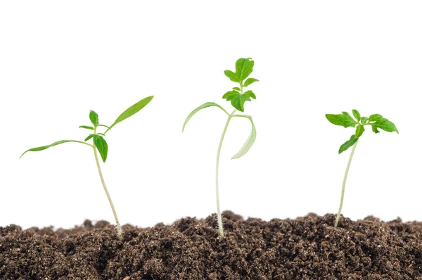 Tres plántulas de tomate — Foto de Stock