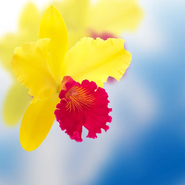 Cattleya orchid on a blurry background — Stock Photo, Image