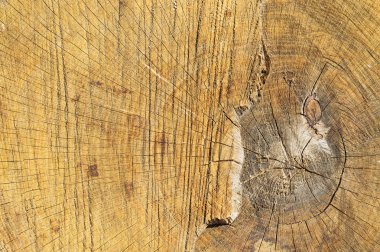 Ağaç yapısı kesmek