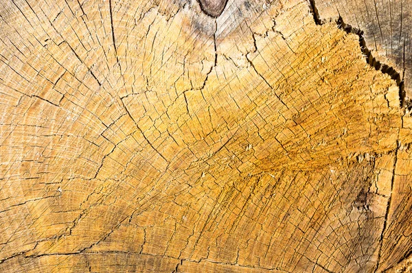 Old tree cut structure — Stock Photo, Image