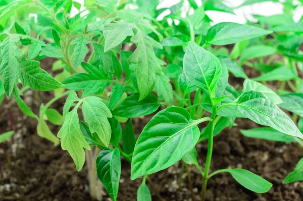 Young seedlings of vegetables close up — Stock Photo, Image