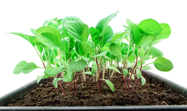 Young seedlings close up — Stock Photo, Image