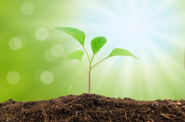 Young aubergine plantor — Stockfoto