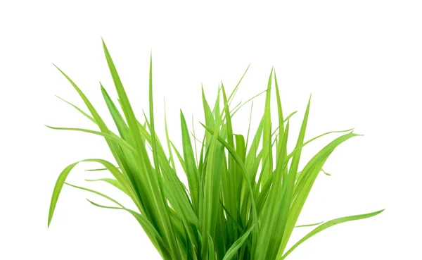 Groen gras geïsoleerd op wit — Stockfoto