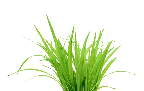 Hierba verde aislada en blanco — Foto de Stock