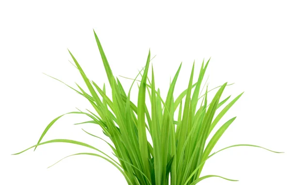 Groen gras geïsoleerd op wit — Stockfoto