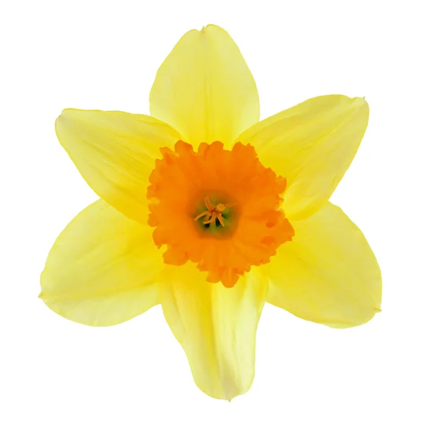 Květ narcisu izolovaných na bílém pozadí — Stock fotografie