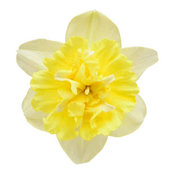 Narcissus flower isolated on a white background — Stock Photo, Image