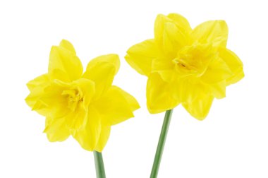 Beyaz bir arka plan üzerinde izole iki nergis çiçek