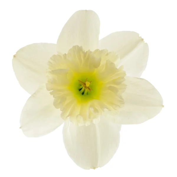 Fiore narciso isolato su sfondo bianco — Foto Stock